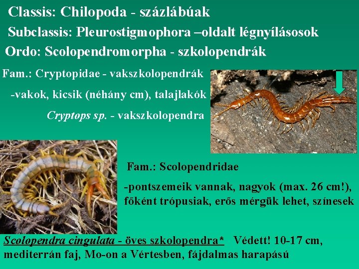 Classis: Chilopoda - százlábúak Subclassis: Pleurostigmophora –oldalt légnyílásosok Ordo: Scolopendromorpha - szkolopendrák Fam. :