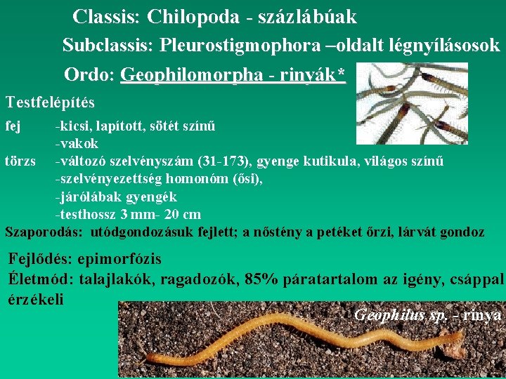 Classis: Chilopoda - százlábúak Subclassis: Pleurostigmophora –oldalt légnyílásosok Ordo: Geophilomorpha - rinyák* Testfelépítés fej