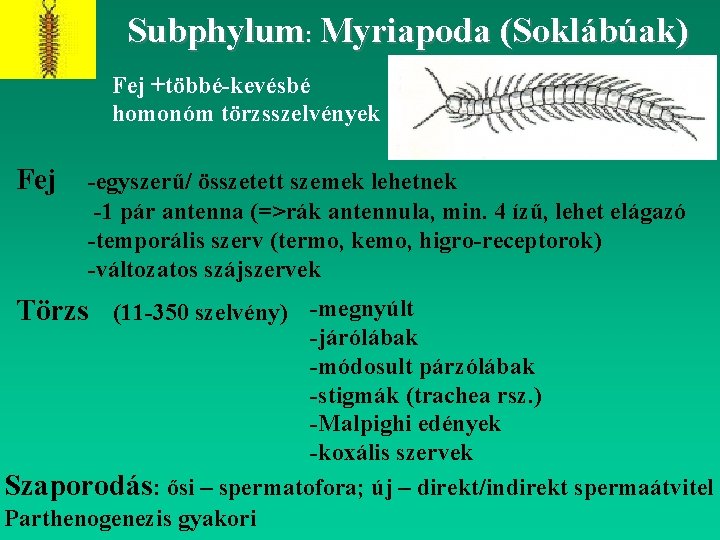 Subphylum: Myriapoda (Soklábúak) Fej +többé-kevésbé homonóm törzsszelvények Fej -egyszerű/ összetett szemek lehetnek -1 pár