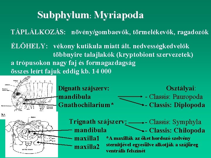 Subphylum: Myriapoda TÁPLÁLKOZÁS: növény/gombaevők, törmelékevők, ragadozók ÉLŐHELY: vékony kutikula miatt ált. nedvességkedvelők többnyire talajlakók