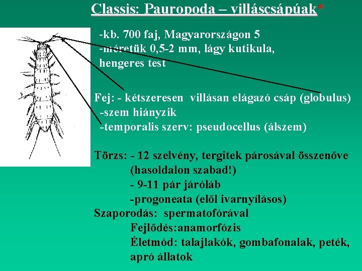 Classis: Pauropoda – villáscsápúak* -kb. 700 faj, Magyarországon 5 -méretük 0, 5 -2 mm,