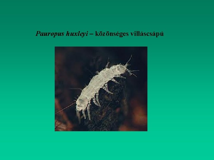 Pauropus huxleyi – közönséges villáscsápú 