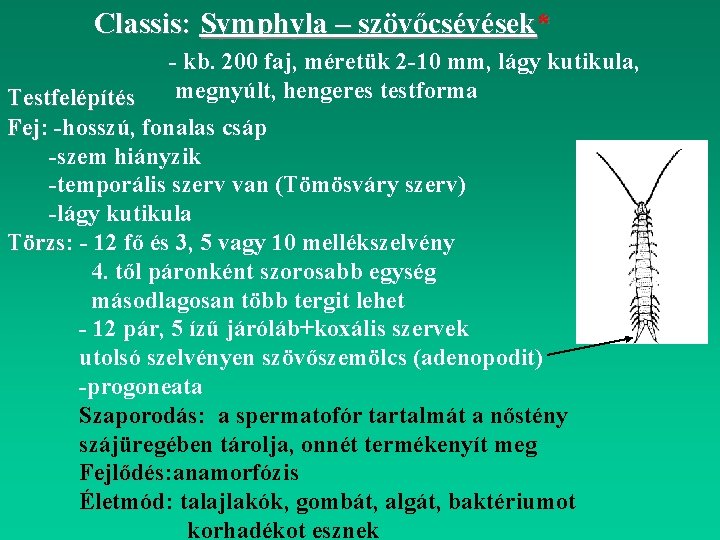 Classis: Symphyla – szövőcsévések* - kb. 200 faj, méretük 2 -10 mm, lágy kutikula,