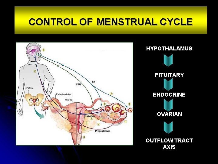 CONTROL OF MENSTRUAL CYCLE HYPOTHALAMUS PITUITARY ENDOCRINE OVARIAN OUTFLOW TRACT AXIS 