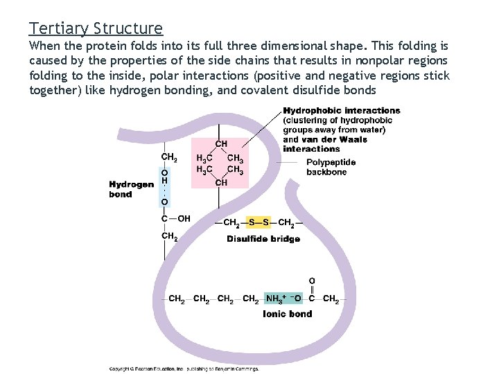 Tertiary Structure When the protein folds into its full three dimensional shape. This folding