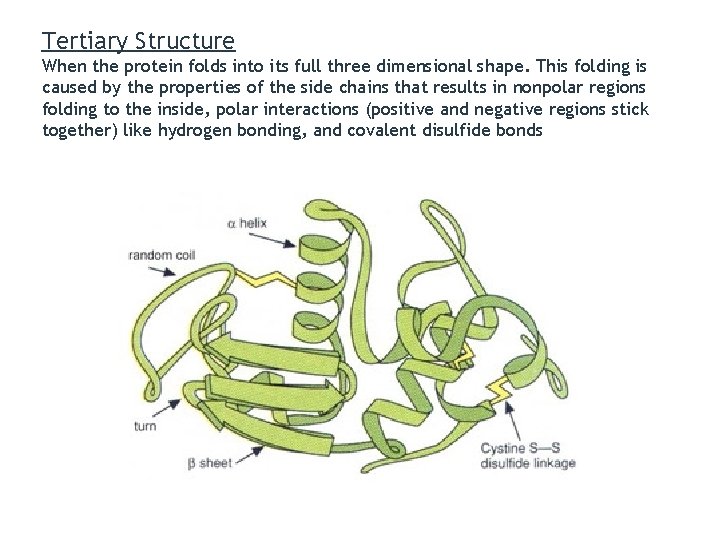 Tertiary Structure When the protein folds into its full three dimensional shape. This folding