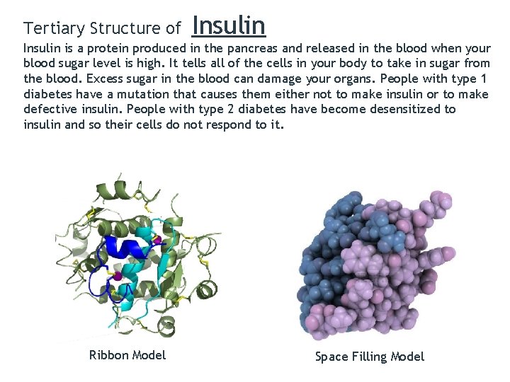 Tertiary Structure of Insulin is a protein produced in the pancreas and released in