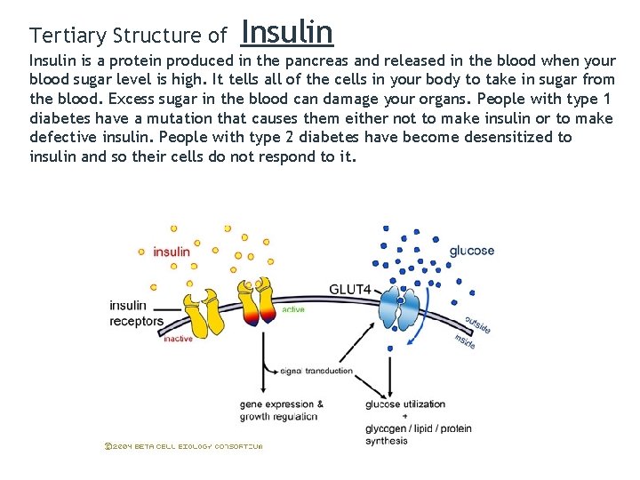 Tertiary Structure of Insulin is a protein produced in the pancreas and released in