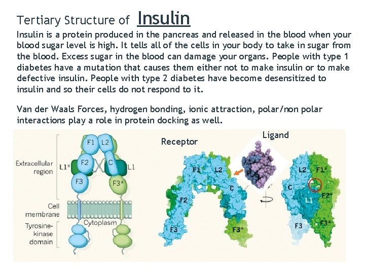 Tertiary Structure of Insulin is a protein produced in the pancreas and released in