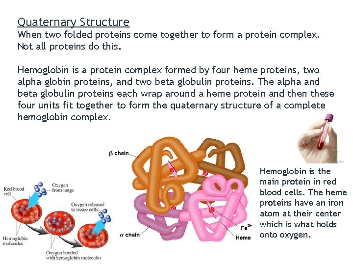 Quaternary Structure When two folded proteins come together to form a protein complex. Not