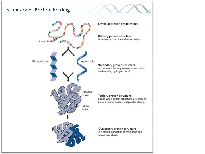 Summary of Protein Folding 