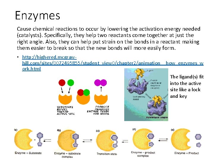 Enzymes Cause chemical reactions to occur by lowering the activation energy needed (catalysts). Specifically,