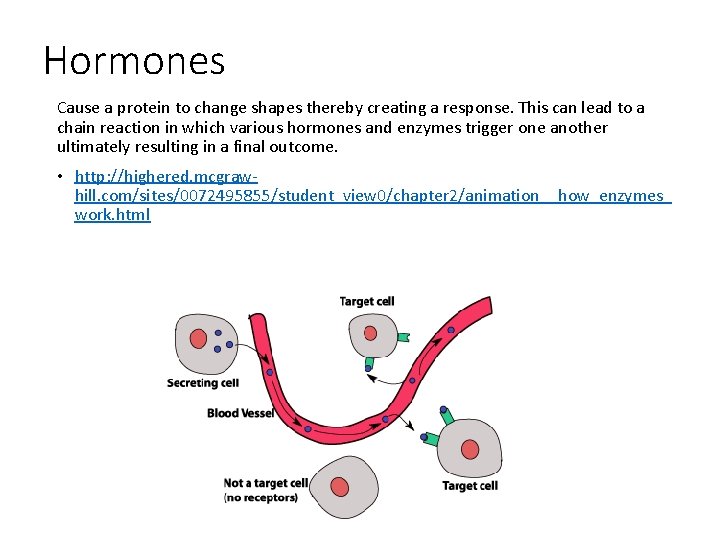 Hormones Cause a protein to change shapes thereby creating a response. This can lead