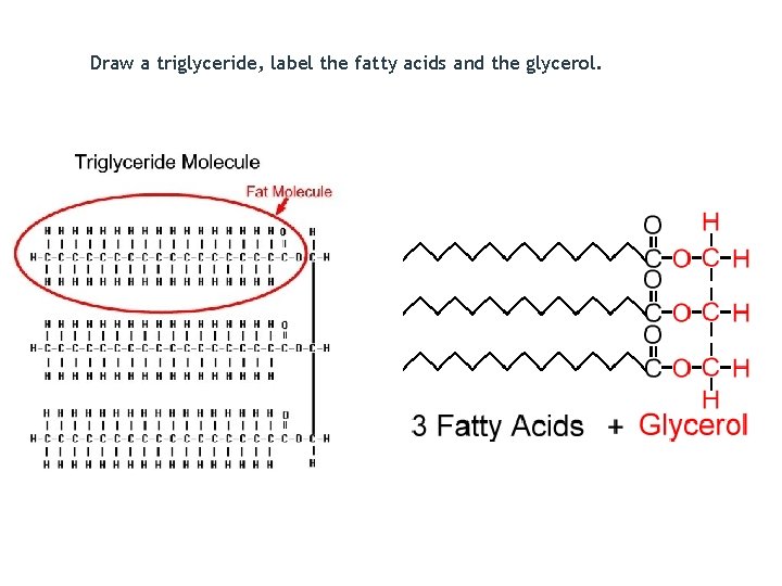 Draw a triglyceride, label the fatty acids and the glycerol. 