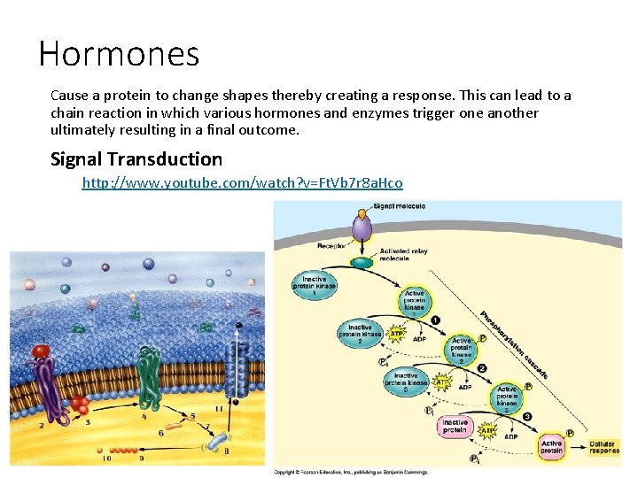 Hormones Cause a protein to change shapes thereby creating a response. This can lead