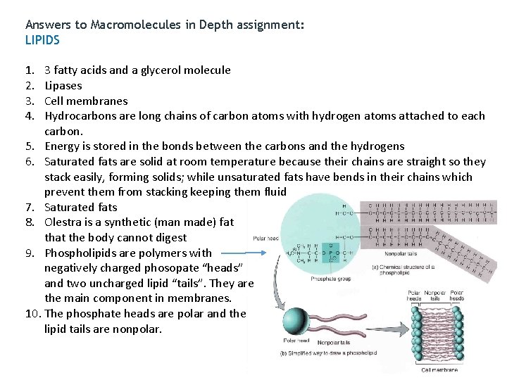 Answers to Macromolecules in Depth assignment: LIPIDS 1. 2. 3. 4. 3 fatty acids