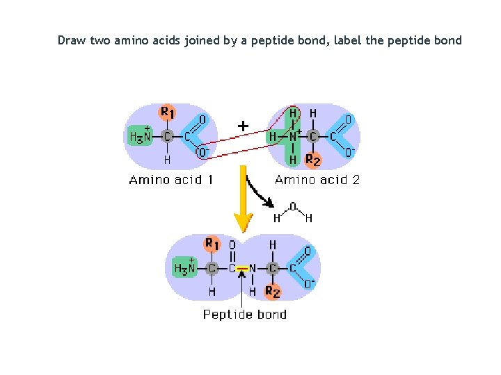 Draw two amino acids joined by a peptide bond, label the peptide bond 