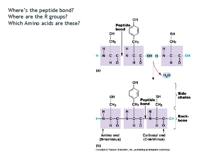 Where’s the peptide bond? Where are the R groups? Which Amino acids are these?