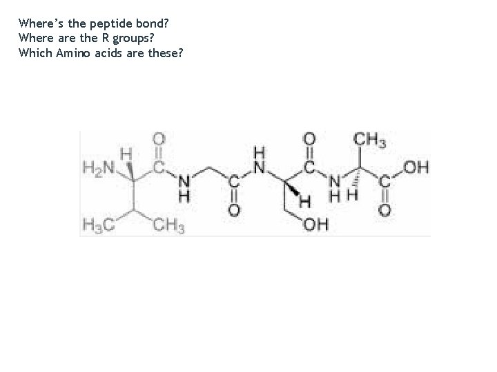 Where’s the peptide bond? Where are the R groups? Which Amino acids are these?