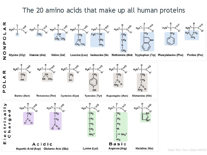 The 20 amino acids that make up all human proteins 