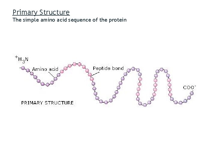 Primary Structure The simple amino acid sequence of the protein 