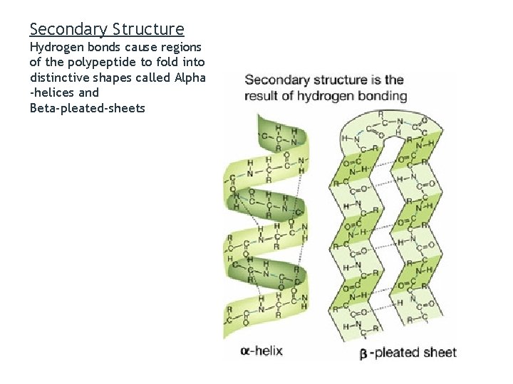 Secondary Structure Hydrogen bonds cause regions of the polypeptide to fold into distinctive shapes