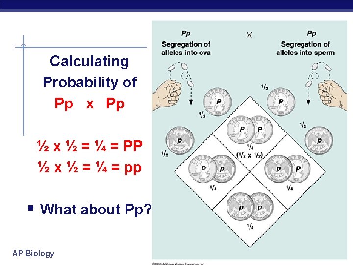 Calculating Probability of Pp x Pp ½ x ½ = ¼ = PP ½