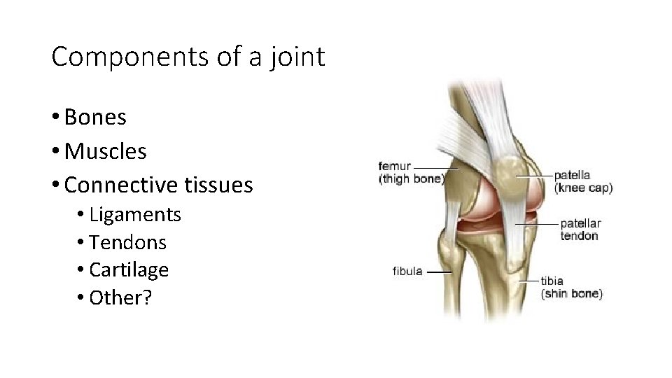 Components of a joint • Bones • Muscles • Connective tissues • Ligaments • Components of a joint • Bones • Muscles • Connective tissues • Ligaments •