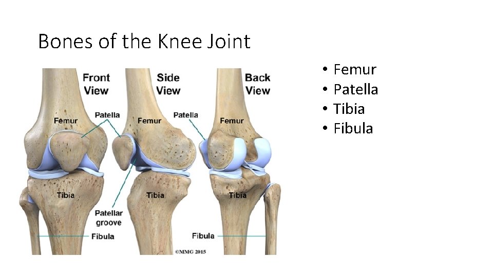 Bones of the Knee Joint • • Femur Patella Tibia Fibula Bones of the Knee Joint • • Femur Patella Tibia Fibula