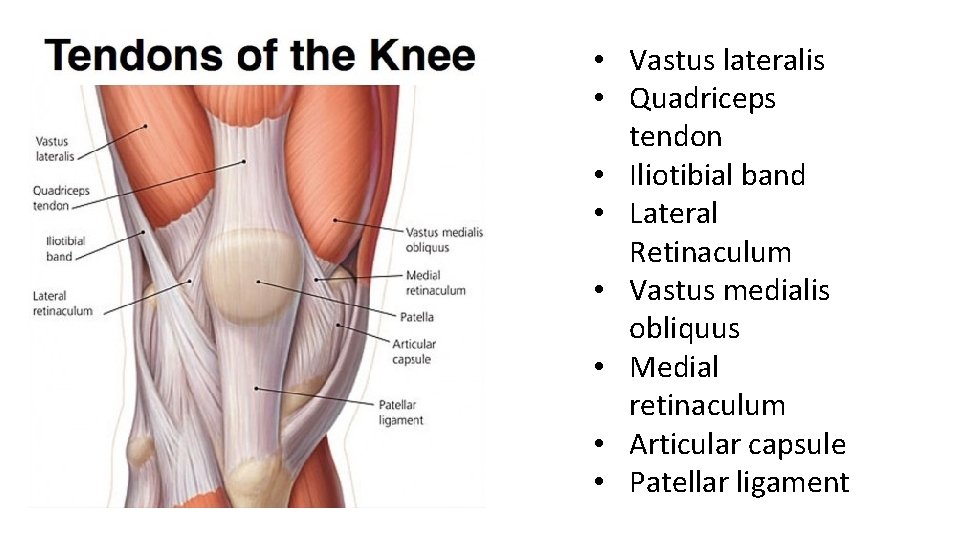 • Vastus lateralis • Quadriceps tendon • Iliotibial band • Lateral Retinaculum • • Vastus lateralis • Quadriceps tendon • Iliotibial band • Lateral Retinaculum •