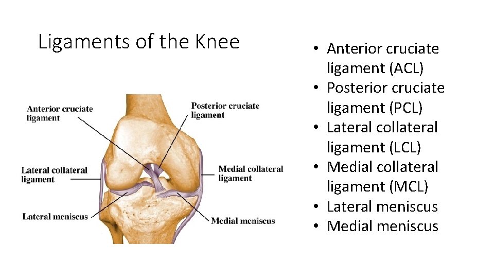 Ligaments of the Knee • Anterior cruciate ligament (ACL) • Posterior cruciate ligament (PCL) Ligaments of the Knee • Anterior cruciate ligament (ACL) • Posterior cruciate ligament (PCL)