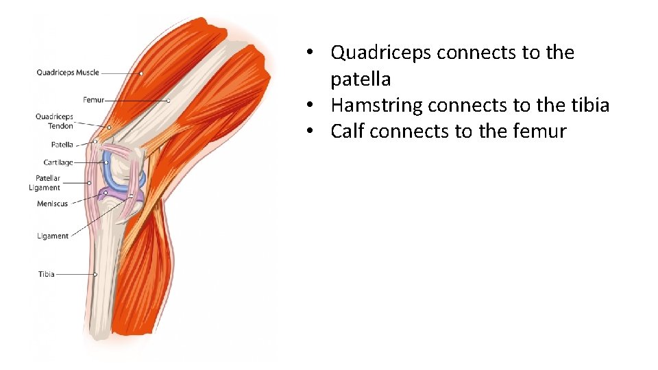 • Quadriceps connects to the patella • Hamstring connects to the tibia • • Quadriceps connects to the patella • Hamstring connects to the tibia •