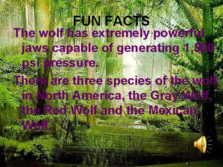FUN FACTS The wolf has extremely powerful jaws capable of generating 1, 500 psi