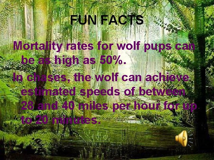 FUN FACTS Mortality rates for wolf pups can be as high as 50%. In