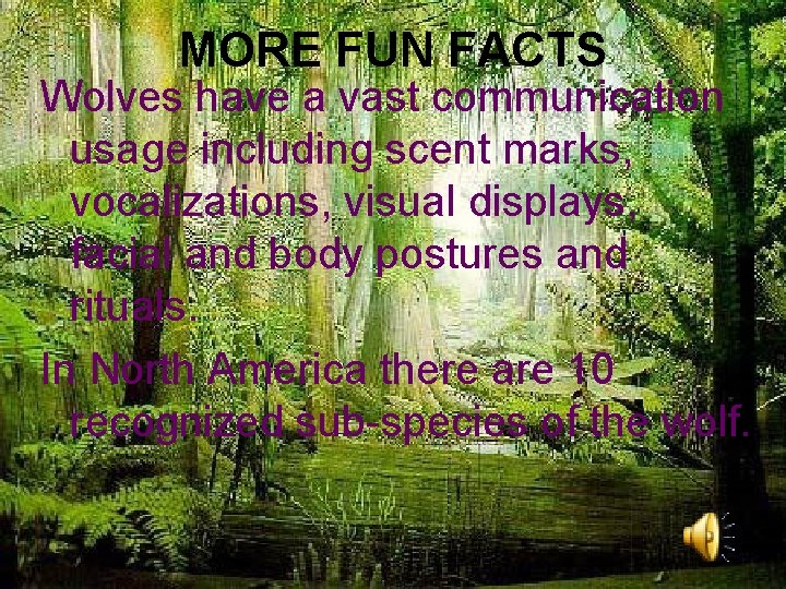 MORE FUN FACTS Wolves have a vast communication usage including scent marks, vocalizations, visual