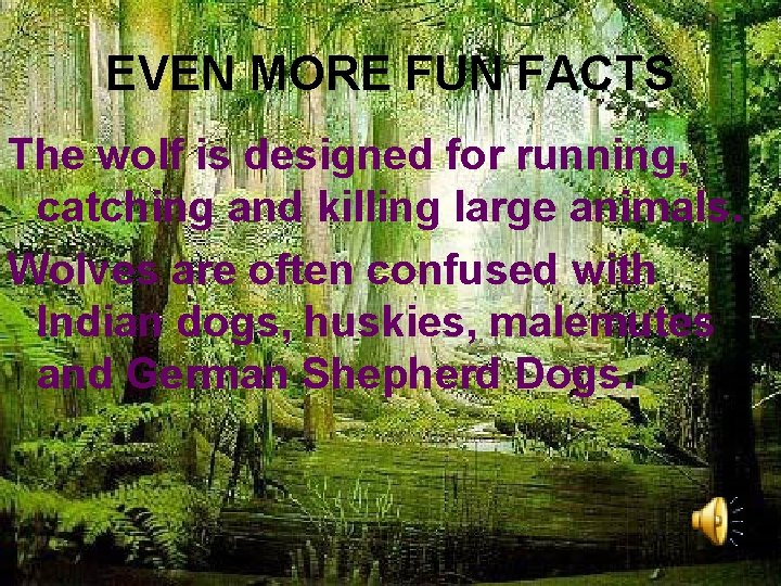 EVEN MORE FUN FACTS The wolf is designed for running, catching and killing large