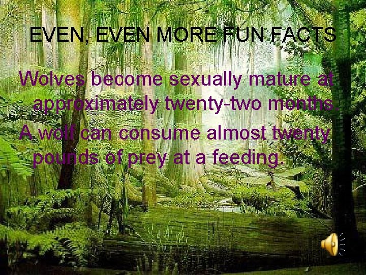 EVEN, EVEN MORE FUN FACTS Wolves become sexually mature at approximately twenty-two months. A