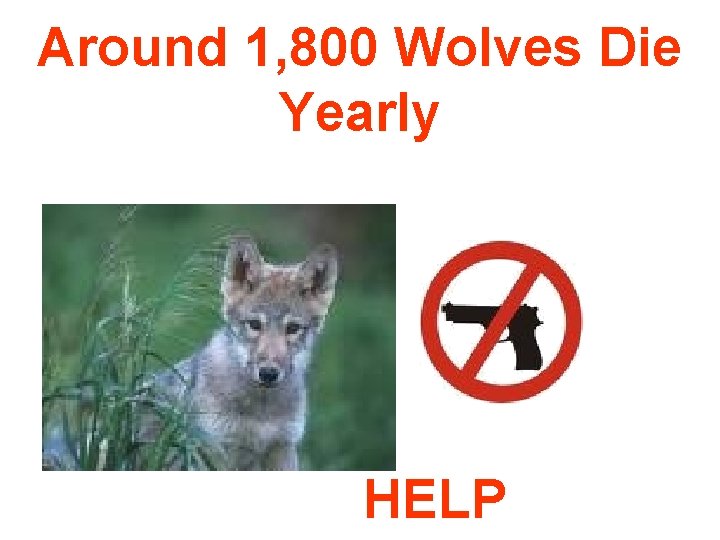 Around 1, 800 Wolves Die Yearly HELP 