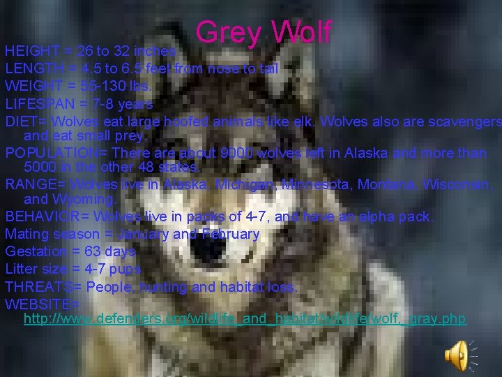 Grey Wolf HEIGHT = 26 to 32 inches LENGTH = 4. 5 to 6.