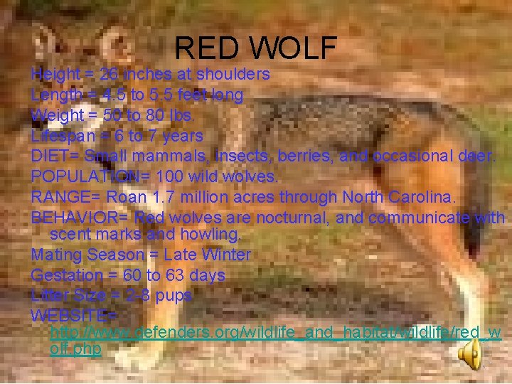 RED WOLF Height = 26 inches at shoulders Length = 4. 5 to 5.