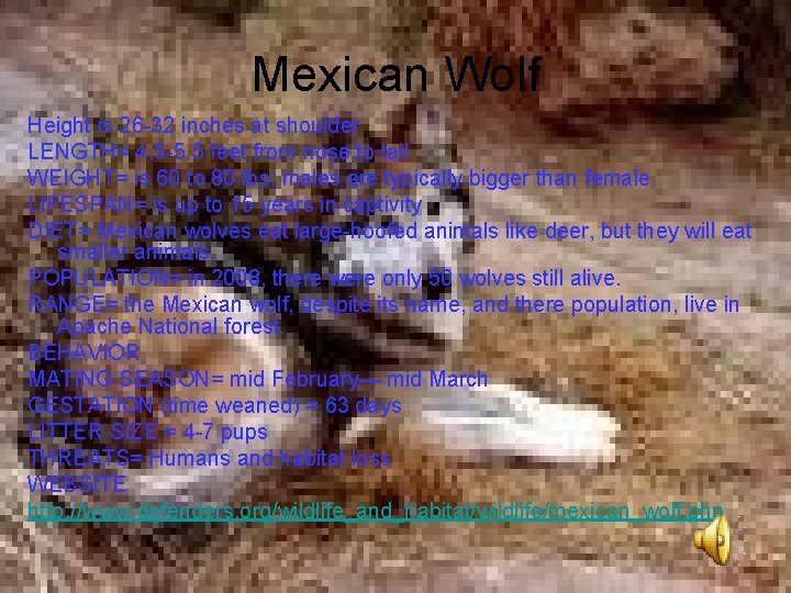 Mexican Wolf Height is 26 -32 inches at shoulder LENGTH= 4. 5 -5. 5