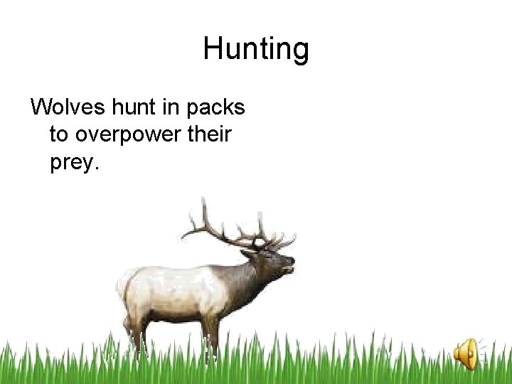 Hunting Wolves hunt in packs to overpower their prey. 