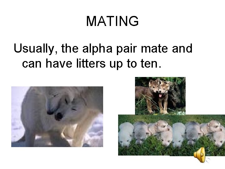 MATING Usually, the alpha pair mate and can have litters up to ten. 