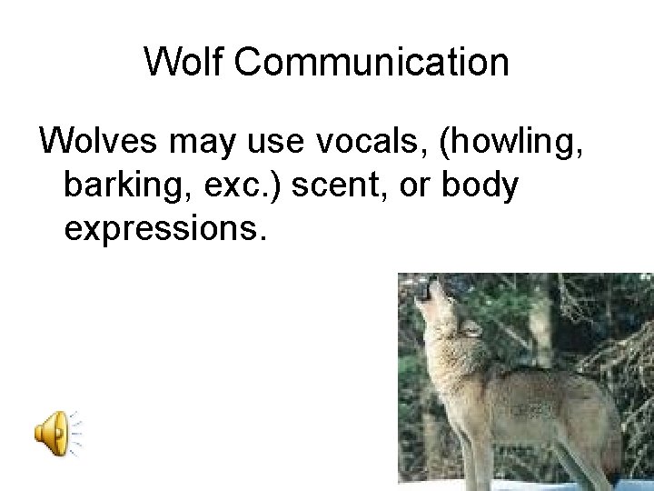 Wolf Communication Wolves may use vocals, (howling, barking, exc. ) scent, or body expressions.