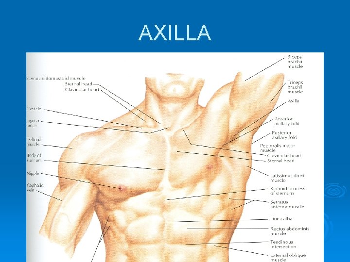 AXILLA 