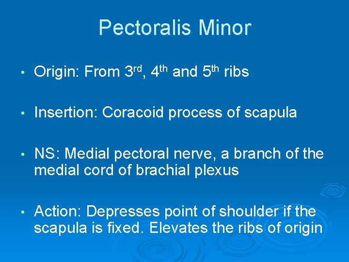 Pectoralis Minor • Origin: From 3 rd, 4 th and 5 th ribs •