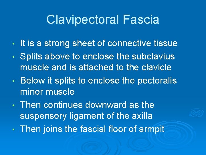 Clavipectoral Fascia • • • It is a strong sheet of connective tissue Splits