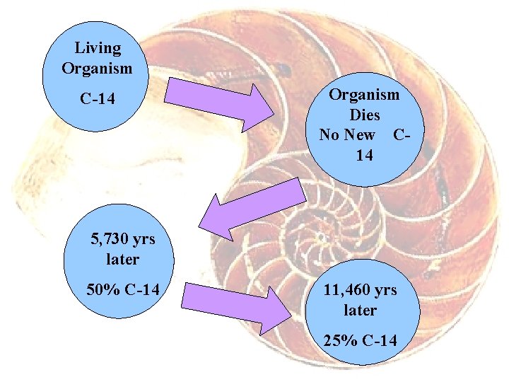 Living Organism C-14 Organism Dies No New C 14 5, 730 yrs later 50%