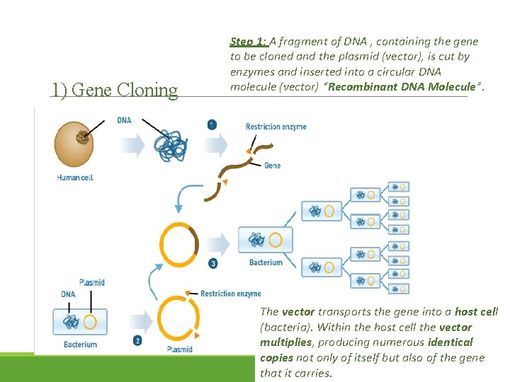 1) Gene Cloning Step 1: A fragment of DNA , containing the gene to