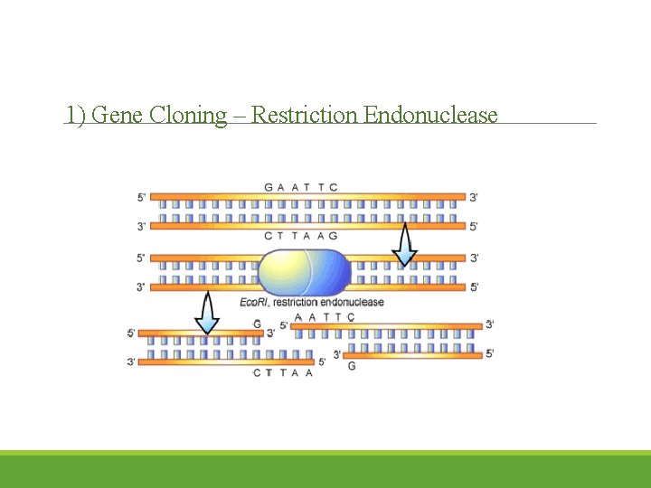 1) Gene Cloning – Restriction Endonuclease 